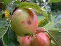 Apples Grantham (3) 